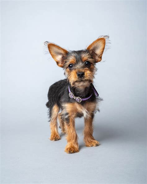 Chorkie Dog Breed Health and Care | PetMD
