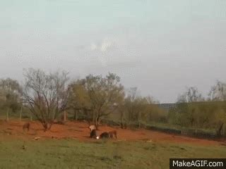 Image result for Exploding Hog