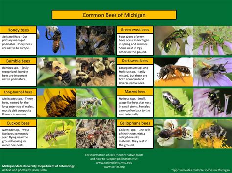 Image result for Bee Identification Chart