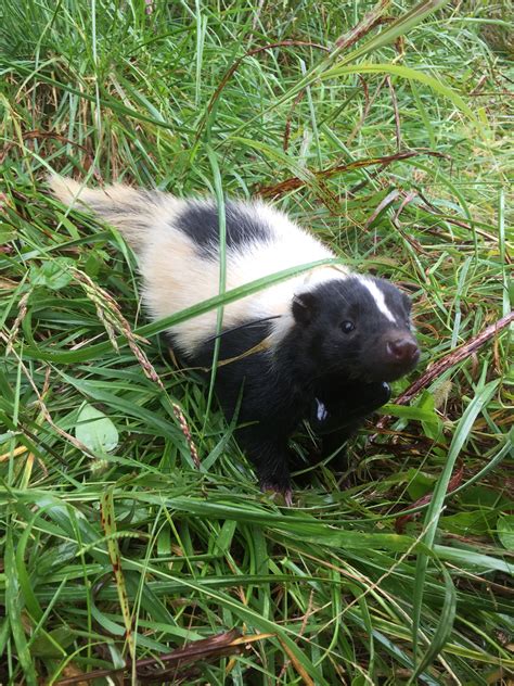 Research team evaluates the impact of human civilization on the common ...