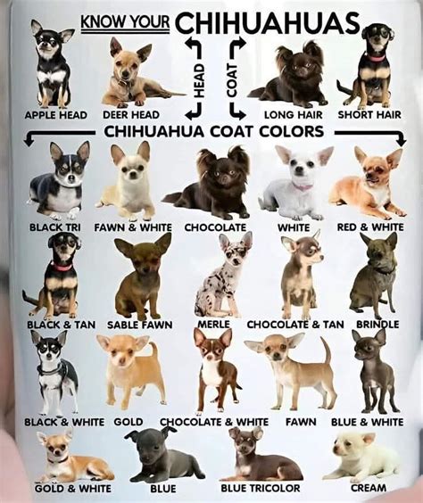 Peluchos Brasil (@peluchos_brasil) • Instagram photos and videos