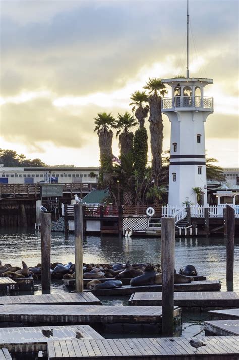 20 Things to Do at Pier 39 San Francisco - La Jolla Mom