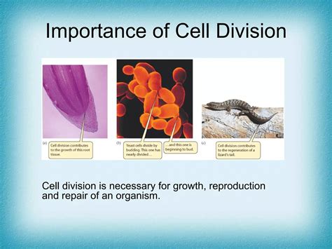 Free Science Lessons Cell Division 的图像结果