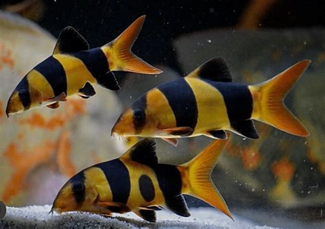 Clown Loach photo