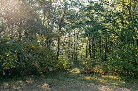 SavATree Expands Its Canopy: Three New Mergers Cultivate Growth Across North Carolina, Nebraska ...