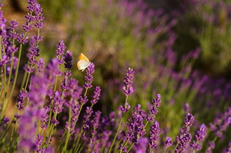 Lavender Images - Free Download on Freepik