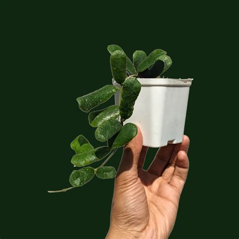 Hoya Harmony Bundle