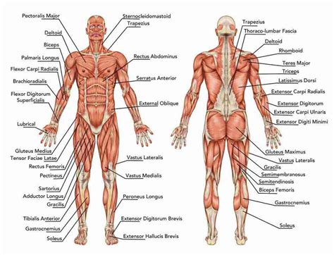 Image result for Muscle Groups and Functions
