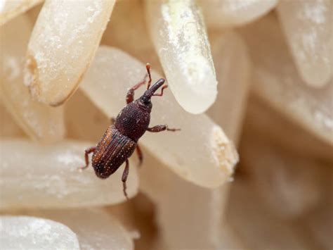 Rice Weevil 的图像结果