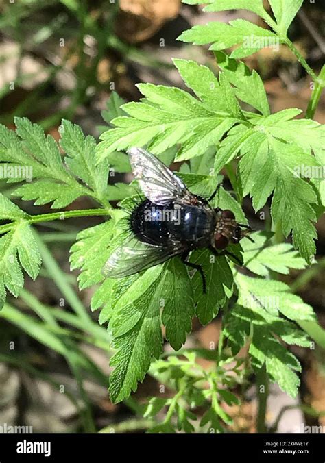 Image result for Bot Fly Insect