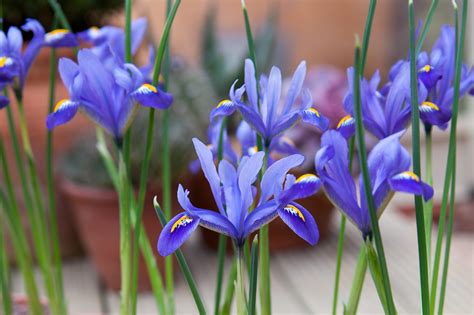 How to grow iris | Growing irises, Iris reticulata, Growing tulips