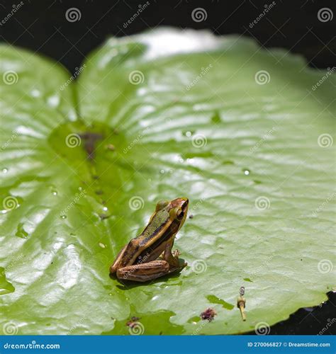 Small Endemic Frog Brown Mantella (Mantidactylus Melanopleura), Species Of Small Frog In The ... - endemic species to louisiana