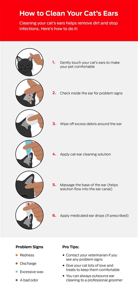 Cómo limpiar las orejas de tu gato | Purina EE. UU.