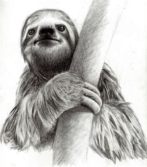 Sloth Face Drawing at PaintingValley.com | Explore collection of Sloth Face Drawing