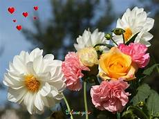 Stunning Hd Flower Photo by Beautiful Flower Wallpapers Wallpaper Cave Stunning Hd Flower Photo