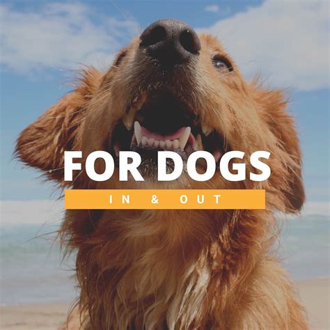 In Out Walk-In Grooming — WashPaw Nashville Grooming & Self-Serve Dog Wash