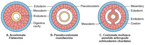 Classification of Animal Kingdom - General Awareness for SSC CGL PDF ...