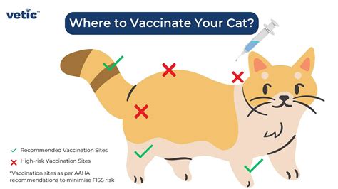 Feline Injection-Site Sarcoma: Is It Possible to Prevent it?