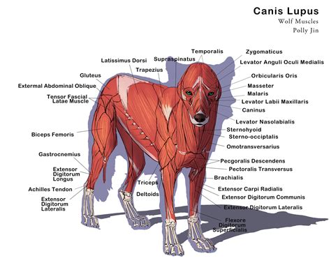 Wolf Anatomy Diagram