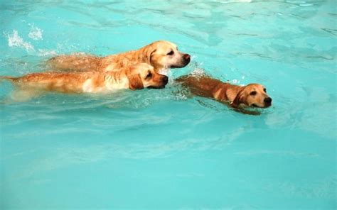 Leave Your Pet At These Boarding Houses In Bangalore | WhatsHot Bangalore