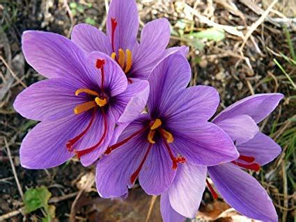 Gautam Global Crocus Sativus Kashmir Saffron Bulbs (10 Pack) : Amazon ...