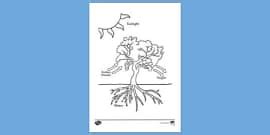 Photosynthesis Worksheet - Science - KS2 (teacher made)