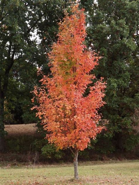 Acer saccharum 'Bonfire' Bonfire™ - Bonfire™ sugar maple | The Dawes ...
