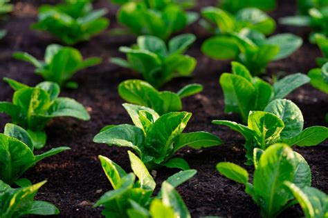 What We’re Reading: ‘Plant Vaccines’ Help Plants Fight Back