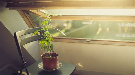 The Dos and Don'ts of Growing Marijuana By State