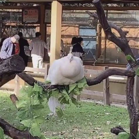 4只孔雀被绑树上供游客观赏？景区回应_视频