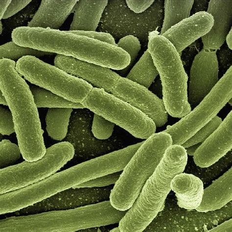 Image result for Vegetative Pathogens