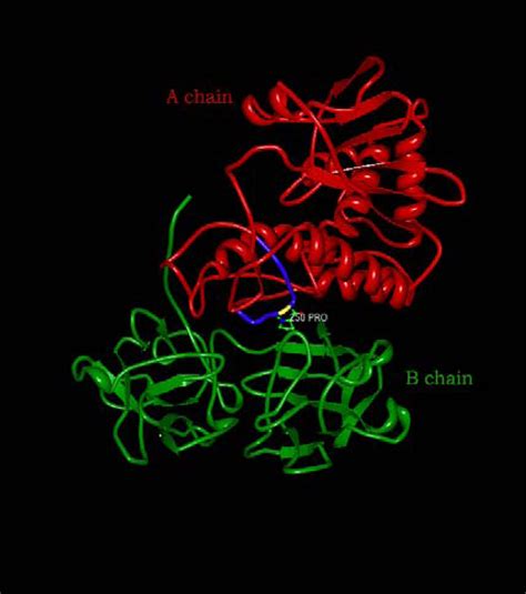 Ricin and Ricin-Containing Immunotoxins: Insights into Intracellular ...