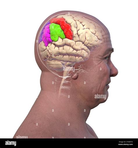 Blue parietal lobe hi-res stock photography and images - Alamy
