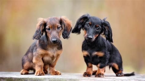 Funny Weenie Dog Names