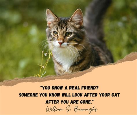Cat Friendship Quotes