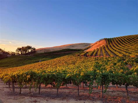 Gallery | Laguna Canyon Winery