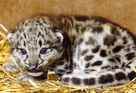 Snow Leopard Baby Cubs