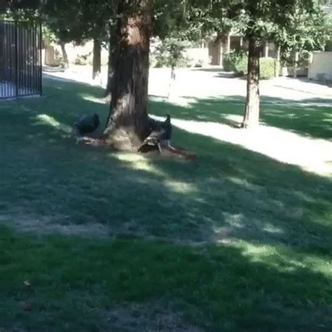 AFV Zoo Animals 的图像结果