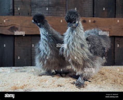 Amazing fluffy chickens. Breed Chinese silk, very unusual birds Stock ...