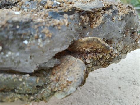 Found in a wolfram mine in Portugal. Cristals are quartz but they are covered in discs of a ...