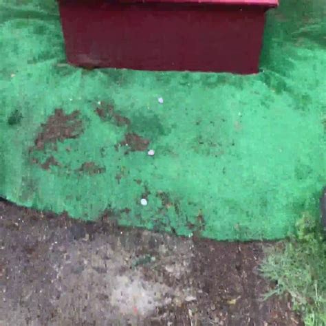 Image result for Taskmaster S9 Daily