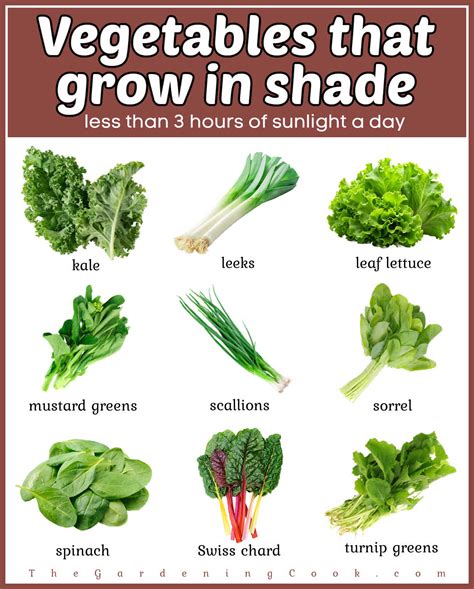 List of 40 Herbs & Vegetables that Grow in Shade & Partial Shade