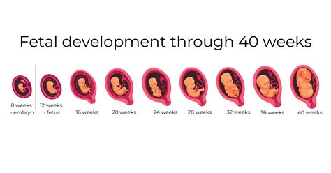 First-Trimester Weeks 的图像结果