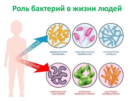 Значение бактерий в природе и для человека - презентация онлайн