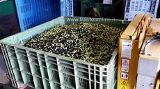 cassette per olive contenitori per il trasporto olive casse bins e ceste cassette per olive contenitori per il trasporto olive casse bins e ceste