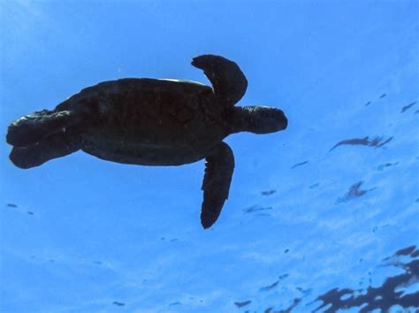 Diving in Maui - Hellotickets