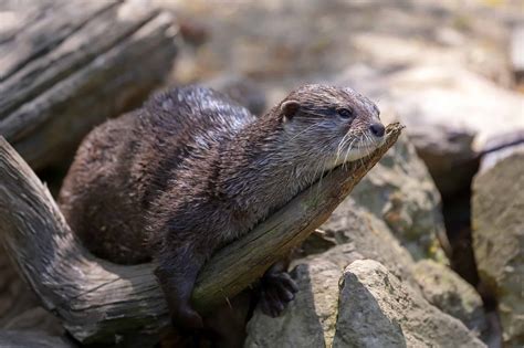 Discover Why Female Otters Have Nose Scars (Plus 17 More Otter Facts ...