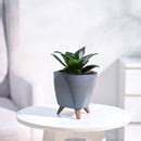 Buy the Premium Green Snake Plant at the best price & get safe home ...