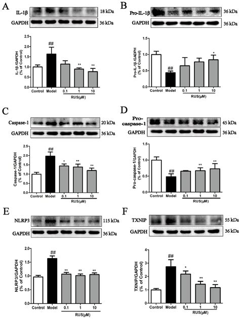 Ruscogenin Attenuates Cerebral Ischemia-Induced Blood-Brain Barrier ...