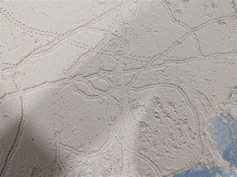 This is sawdust on the floor of my fiance's woodshop and the tracks ...